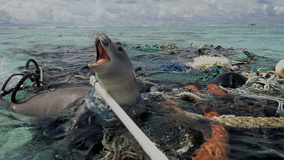 plastic pollution seal trapped plastic pollution seal trapped